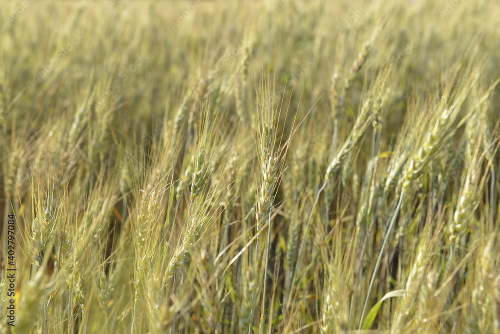 Wheat field on the sunny day and strong wind. 