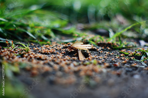 flying termites on ground