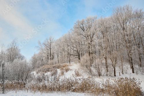Snowy winter in Russia. Winter forest landscape with snow-covered trees and snowdrifts. Nizhny Novgorod