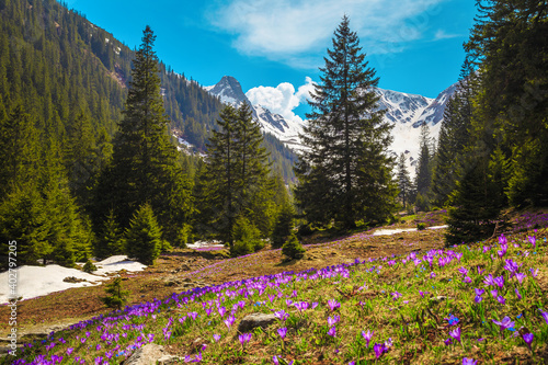 Flowery forest glade with crocus flowers and snowy mountains, Romania