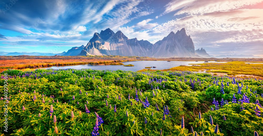 Obraz premium Beautiful summer scenery. Astonishing morning scene of Stokksnes cape with Vestrahorn on background. Wonderful summer scene of Iceland with field of blooming lupine flowers.