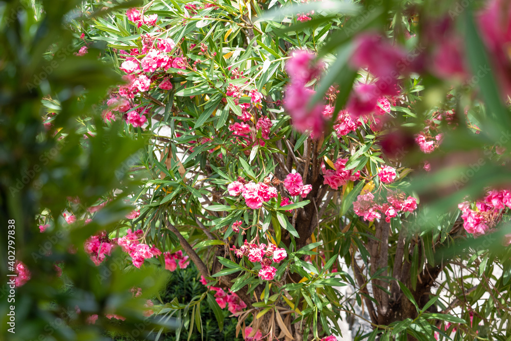 Pink spring flowers with grassy backround. Pure nature. Pink spring flowers with grassy backround. Pure nature.
