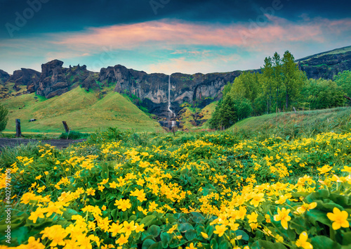 Blooming of yellow flowers. Splendid summer view of Foss a Sidu Waterfall. Attractive morning landscape of Iceland  Europe. Beauty of nature concept background.