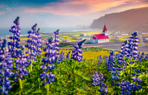 Landscape photography. Charming morning view of Vikurkirkja church with Reynisdrangar on background, Vik location. Perfect summer scene of Iceland with field of blooming lupine flowers. photo