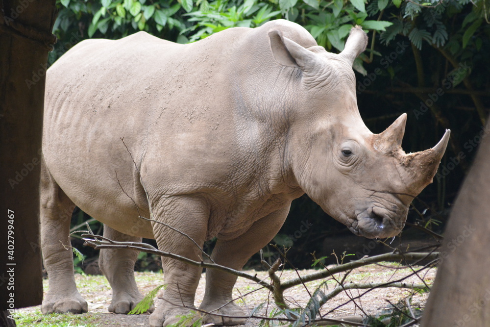 The white rhinoceros or square lipped rhinoceros, Ceratotherium simum is the largest extant species of rhinoceros. The white rhinoceros or square lipped rhinoceros, Ceratotherium simum is the largest extant species of rhinoceros.