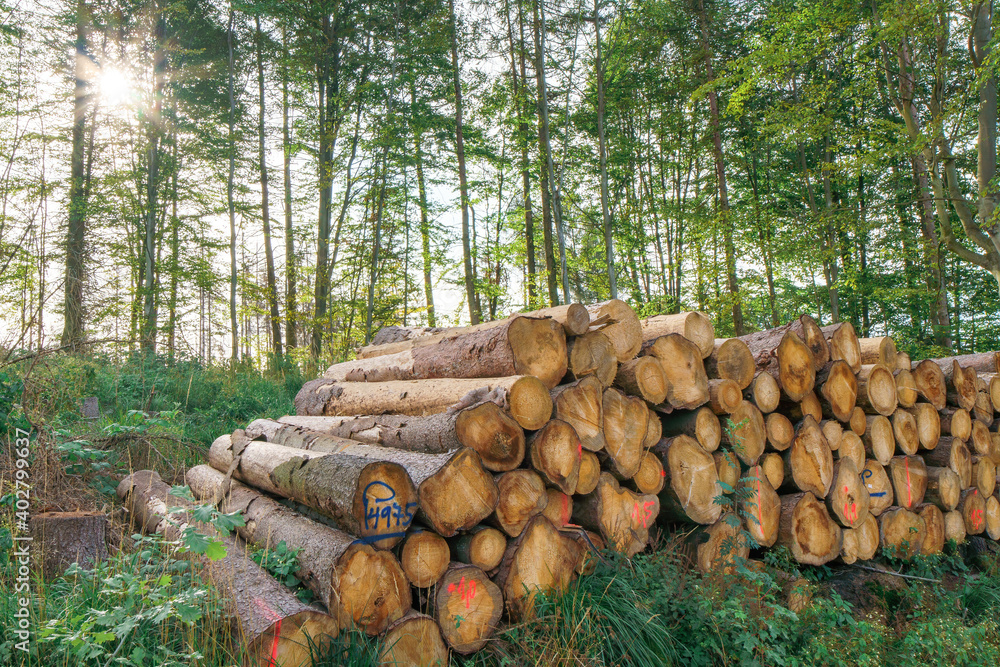 A pile of wood in the sunny forest A pile of wood in the sunny forest