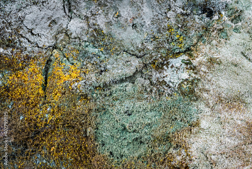 yellow mold spores macro shot with detail visible