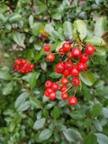 Bright red berries on a green branch