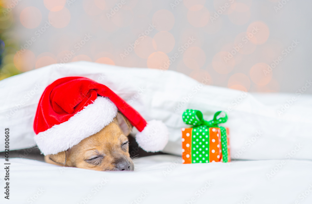 A small red toy terrier puppy is sleeping with his head on a pillow in a santa hat under a white blanket against the background of a Christmas tree next to a small gift A small red toy terrier puppy is sleeping with his head on a pillow in a santa hat under a white blanket against the background of a Christmas tree next to a small gift