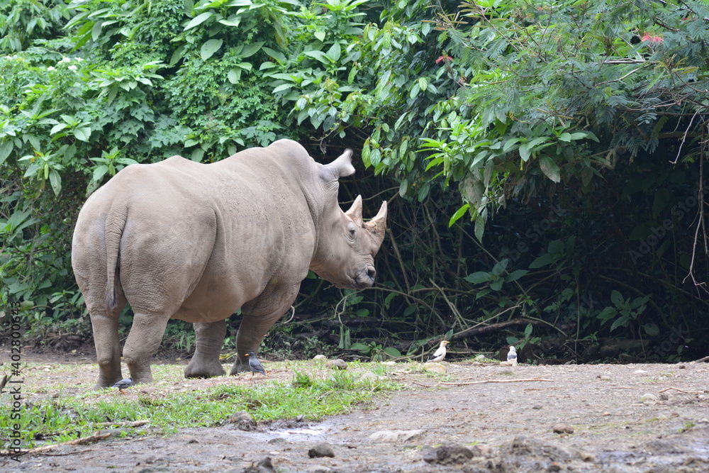 Naklejka premium The white rhinoceros or square lipped rhinoceros, Ceratotherium simum is the largest extant species of rhinoceros.