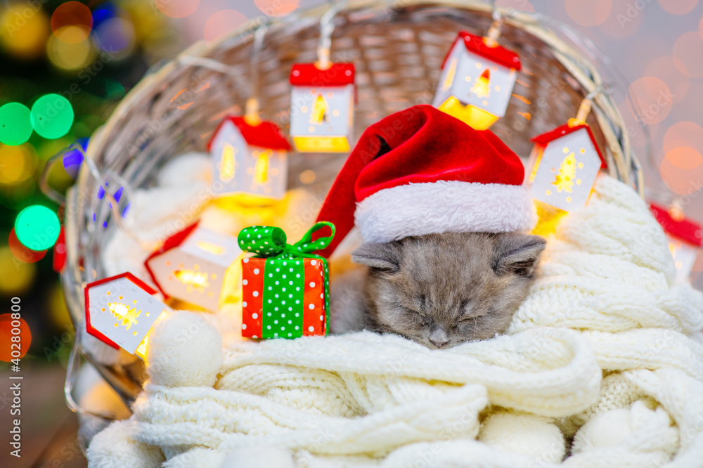 A small fluffy kitten sleeps in a basket with a white blanket on the background of a Christmas tree next to the lanterns