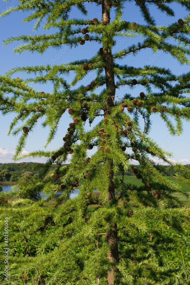 Fototapeta premium Beautiful larch on the background of a forest