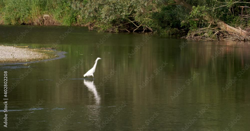 The little egret is hunting on the Drava River The little egret is hunting on the Drava River
