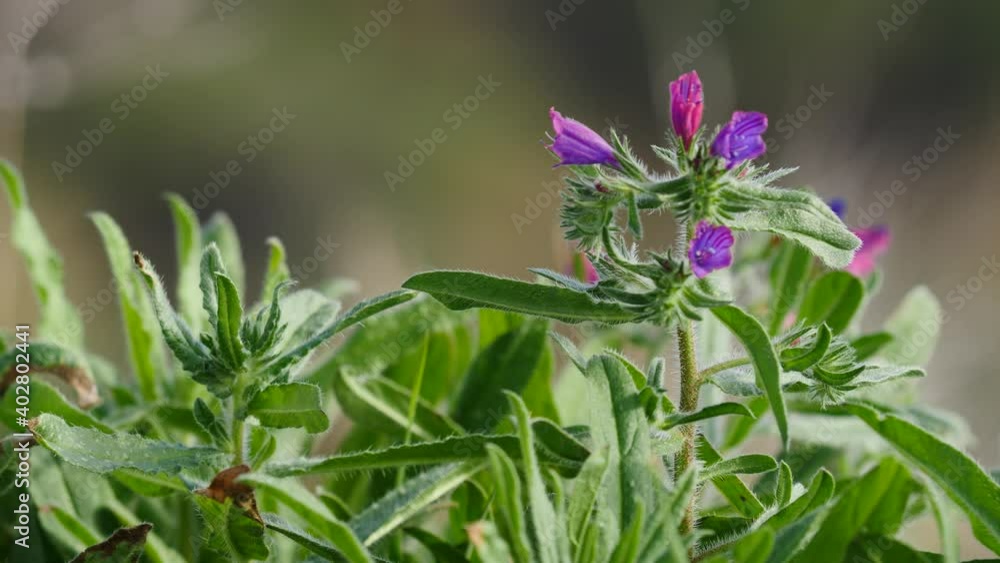 Wild bell violet flower swaying in wind. Mediterranean nature in spring time. Andalusia Spain. Wild bell violet flower swaying in wind. Mediterranean nature in spring time. Andalusia Spain.