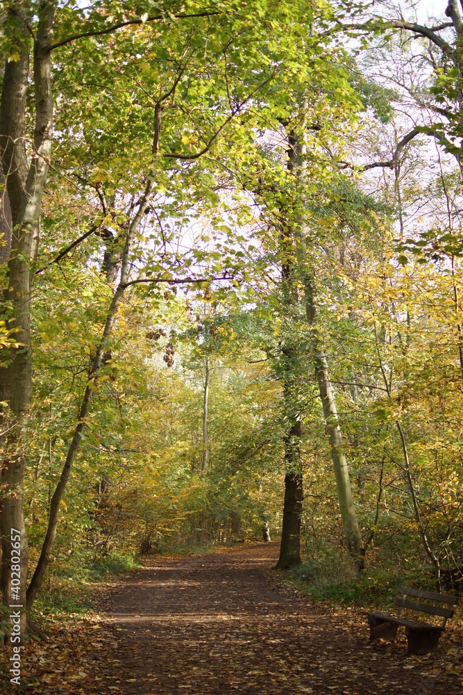 Fototapeta premium Autumn. Fall nature scene. Autumnal park.