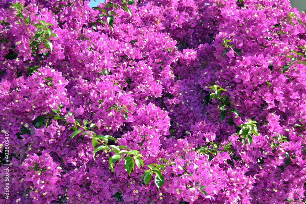 bougainvillea, flowers, for background and texture