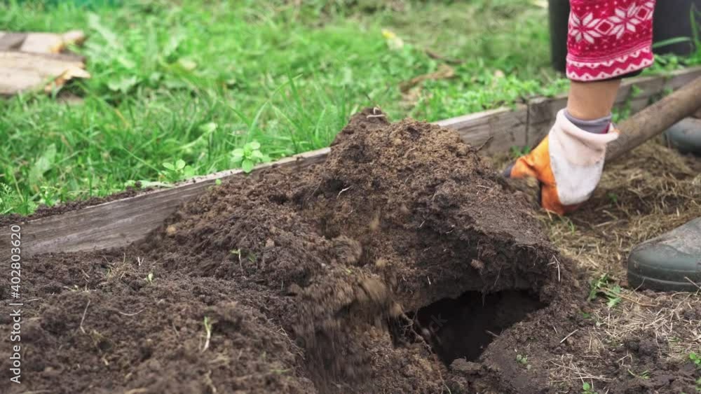 Digging up the soil of the bed with a shovel before wintering in slow motion Digging up the soil of the bed with a shovel before wintering in slow motion