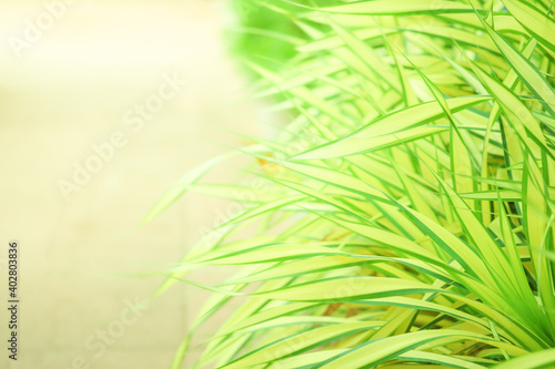 Closeup nature view of green grass on blurred greenery background in garden, Green nature background, Nature spring grass background texture