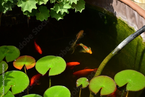 Viele Goldfische in einem Gartenteich