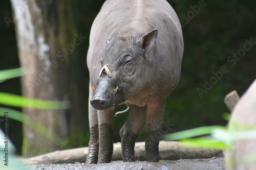 The babirusas,  Babyrousa babyrussa  also called deer pigs and Indonesian locally name is babi rusa.