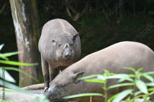 The babirusas, Babyrousa babyrussa also called deer pigs and Indonesian locally name is babi rusa.