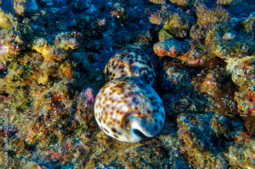 Tiger cowrie