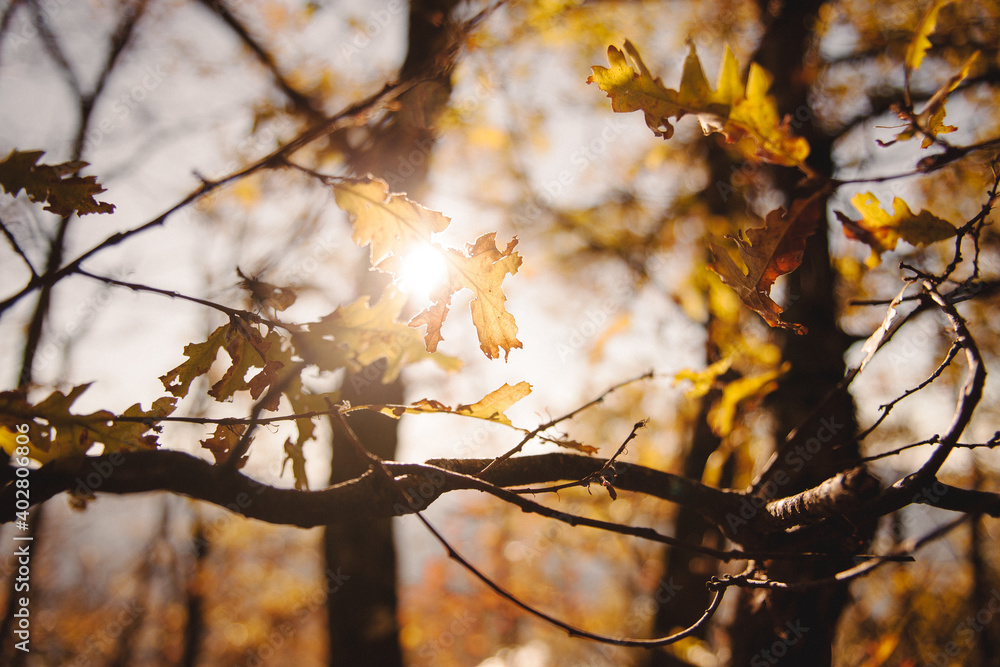 Detail of vegetation and leaves illuminated by the warm light of autumn Detail of vegetation and leaves illuminated by the warm light of autumn