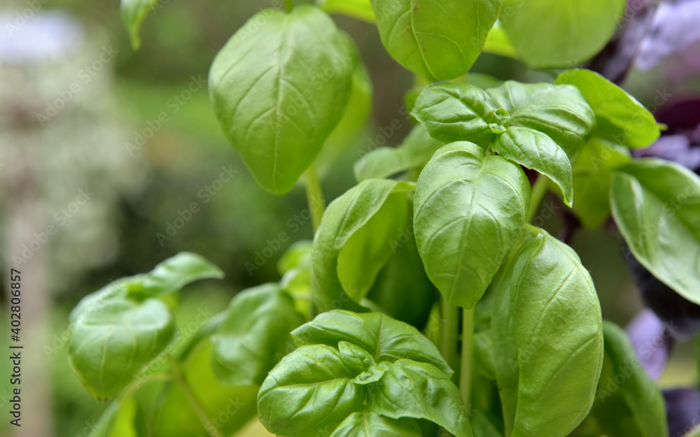 close on freshness green leaf of basil growing in garden close on freshness green leaf of basil growing in garden