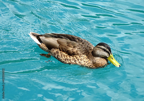 Ente im Wasser