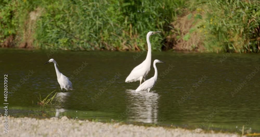 The little egret is hunting on the Drava River The little egret is hunting on the Drava River