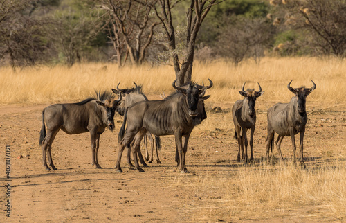 Fototapeta Naklejka Na Ścianę i Meble -  Wildebeests standing a small group in the savannah