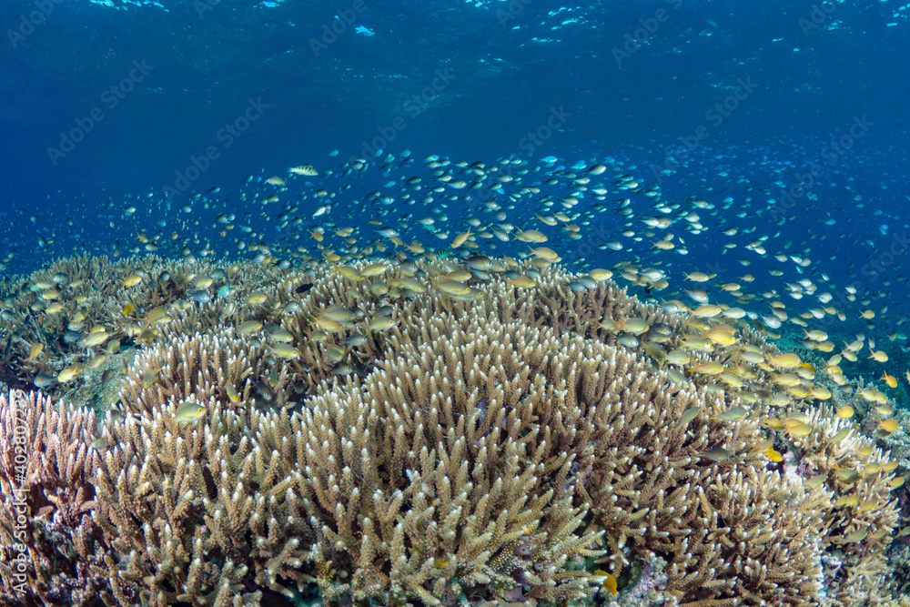 Scuba diving pristine coral reef ecosystem with lots of colorful corals and fish Scuba diving pristine coral reef ecosystem with lots of colorful corals and fish