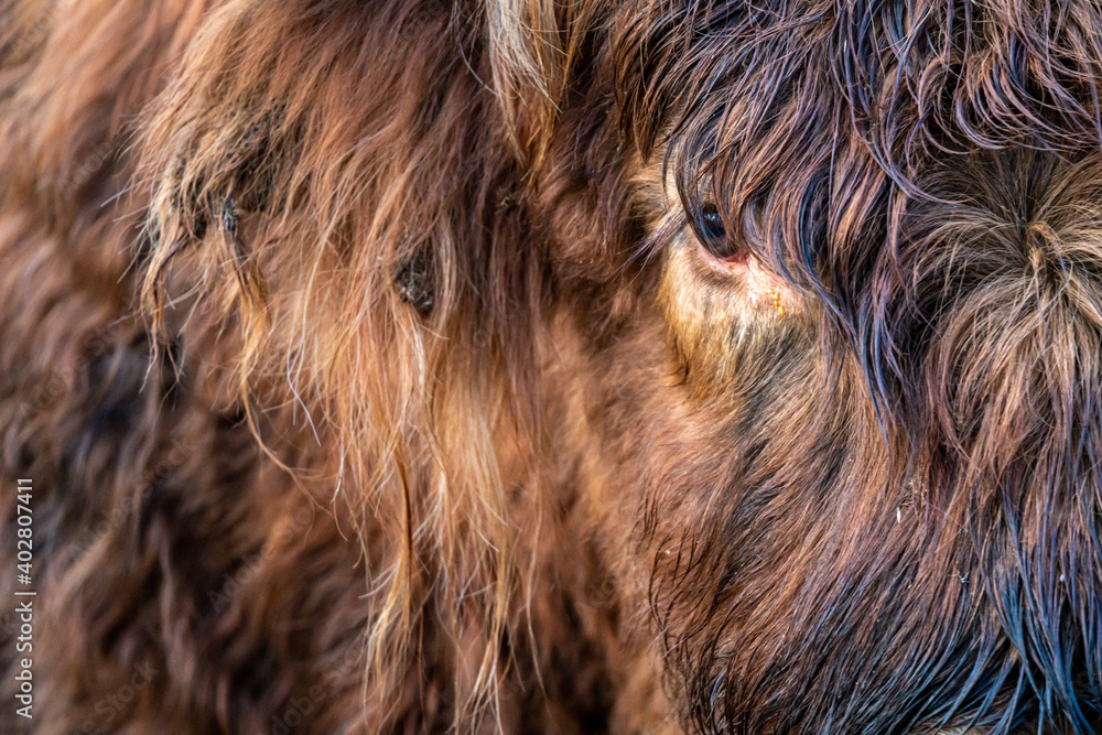 
Close up of a Scottish Highlander.