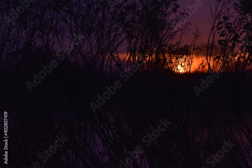 Wschód słońca nad Wisłą w okolicy Sandomierza, poranek wśród traw i nawłoci