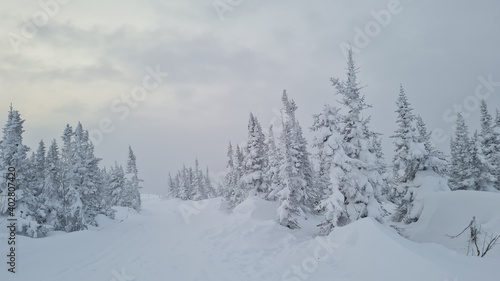 Outdoor panorama shot of two young fir trees in thick snow at the edge of a forest, for the perfect Christmas mood.