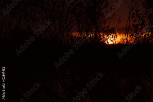 Wschód słońca nad Wisłą w okolicy Sandomierza, brzask wśród traw i nawłoci photo