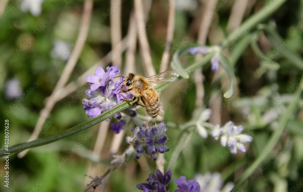 Eine Bine auf einer Lavendel Blüte
Eine Bine auf einer Lavendel Blüte