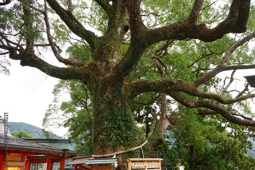Sacred Camphor tree at Kumano Nachi Taisha or Shrine in Wakayama, Japan photo