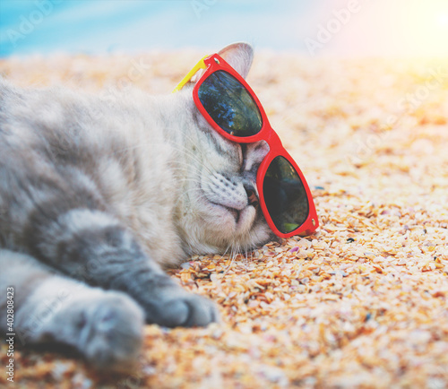 Siamese cat wearing sunglasses relaxing on the beach