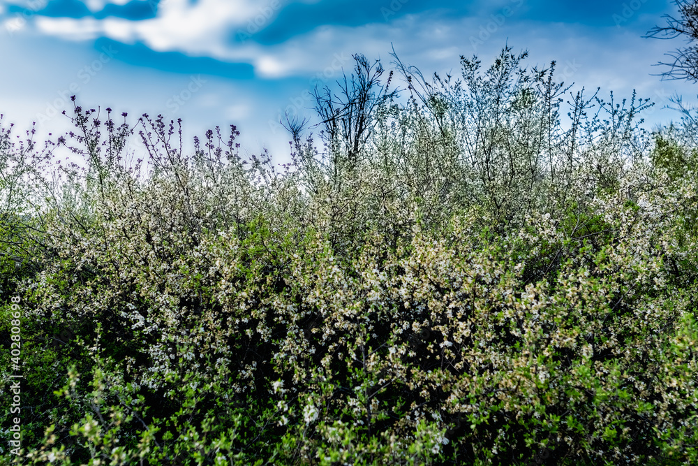 Wild lush shrub with small white flowers and petals with green leaves. Thin spring twigs with intensive growth Wild lush shrub with small white flowers and petals with green leaves. Thin spring twigs with intensive growth
