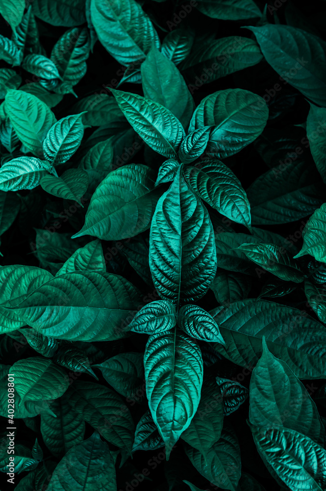 Fototapeta abstract green leaves texture, nature background, dark tone wallpaper