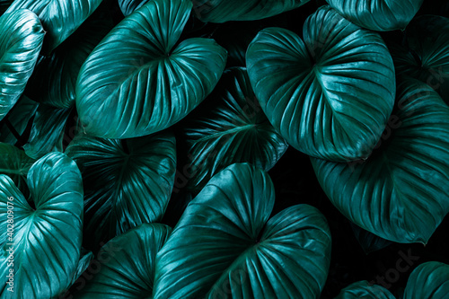 closeup nature view of green leaf texture  dark wallpaper concept  nature background  tropical leaf