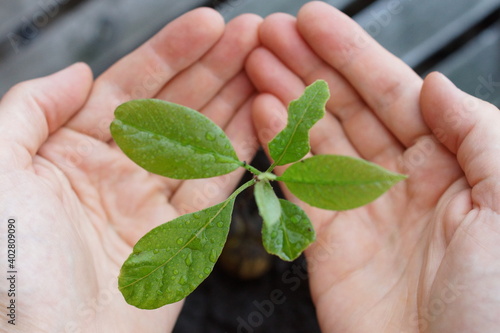 Young avocado plant