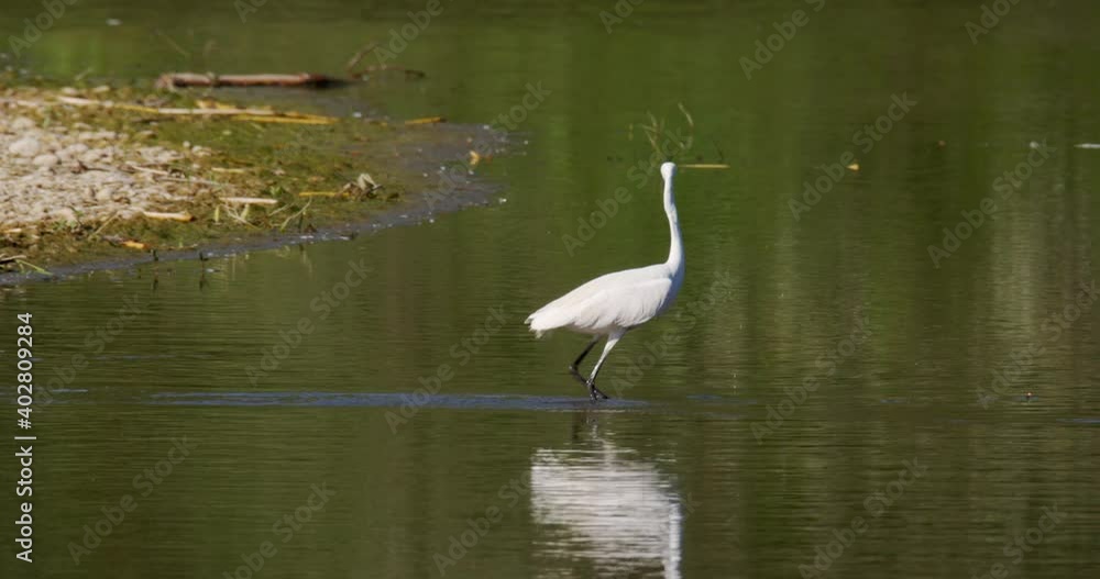 The little egret is hunting on the Drava River The little egret is hunting on the Drava River