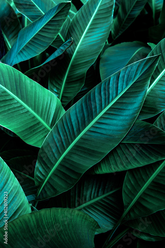 leaf background