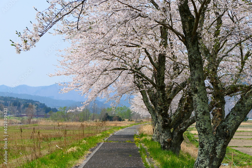 猿ヶ石川桜並木。遠野、岩手、日本。5月初旬。 猿ヶ石川桜並木。遠野、岩手、日本。5月初旬。