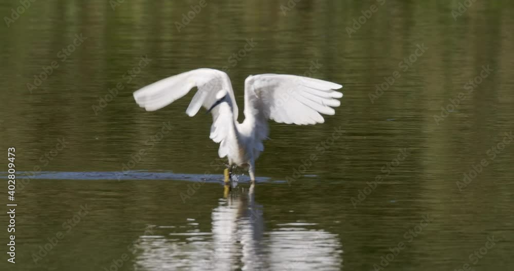 The little egret is hunting on the Drava River The little egret is hunting on the Drava River
