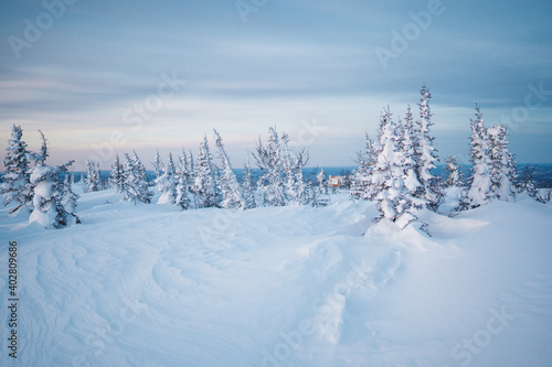 Scenic image of spruces tree. Frosty day, calm wintry scene. Location Carpathian, Ukraine Europe. Ski resort. Great picture of wild area. Explore the beauty of earth. Tourism concept.