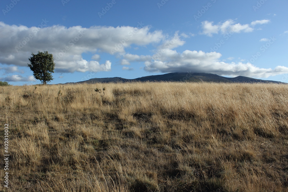 Field with tree under blue sky and in front of mountain
Field with tree under blue sky and in front of mountain