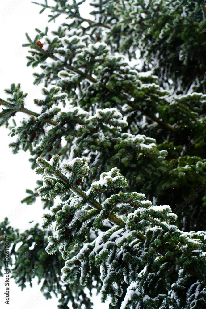 Conifer tree in winter covered with snow, photographed from frog perspective, concept of Christmas and beginning of winter Conifer tree in winter covered with snow, photographed from frog perspective, concept of Christmas and beginning of winter